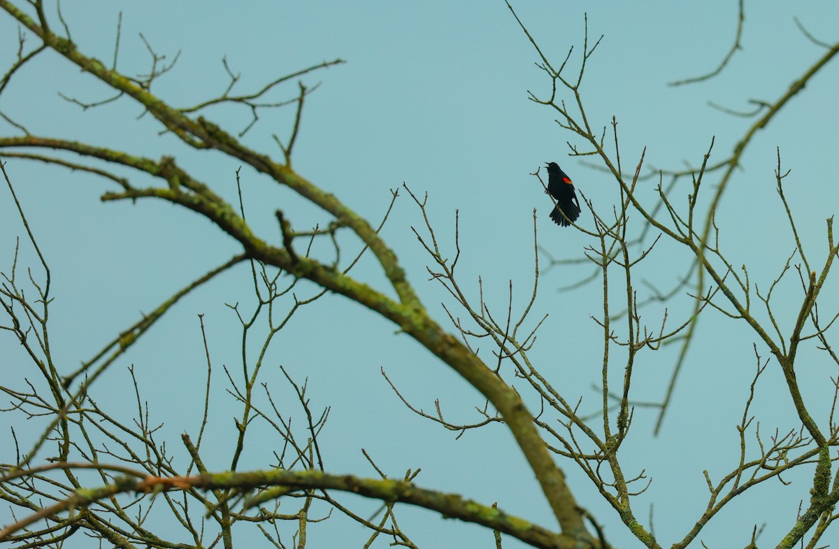 Red-winged Blackbird - ML615461184