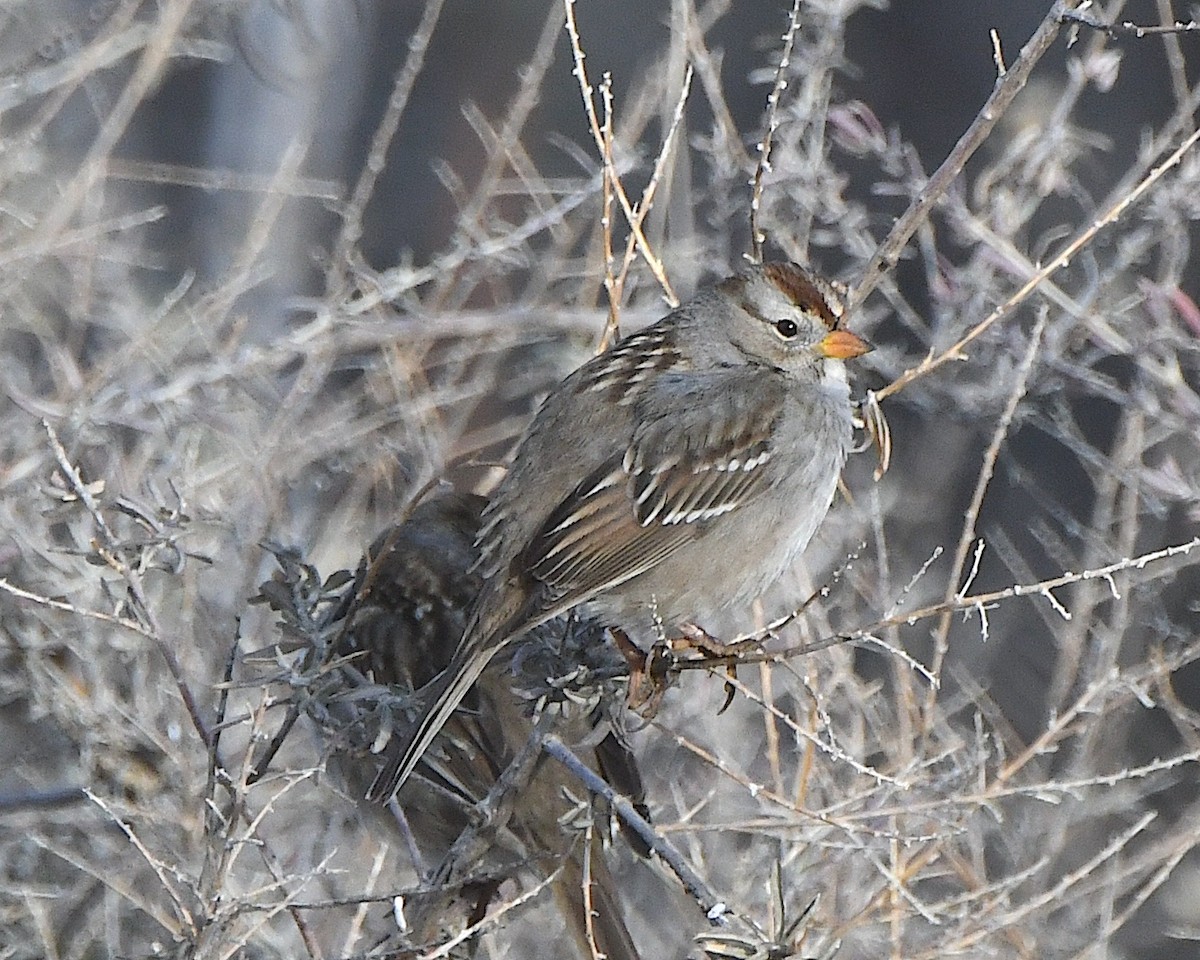 White-crowned Sparrow - ML615461185