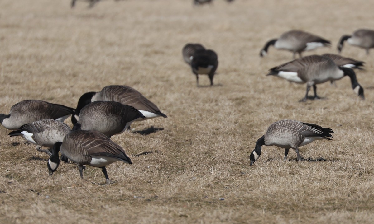 Cackling Goose (Richardson's) - ML615461521