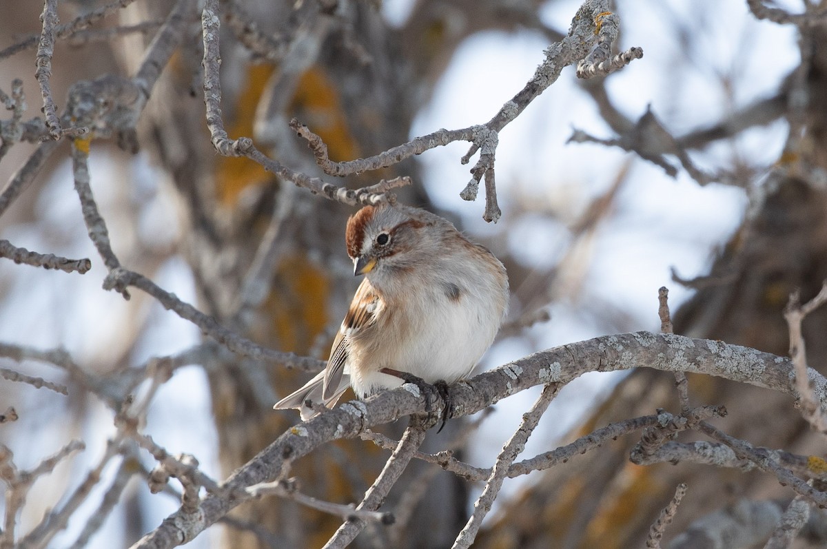 American Tree Sparrow - ML615461574
