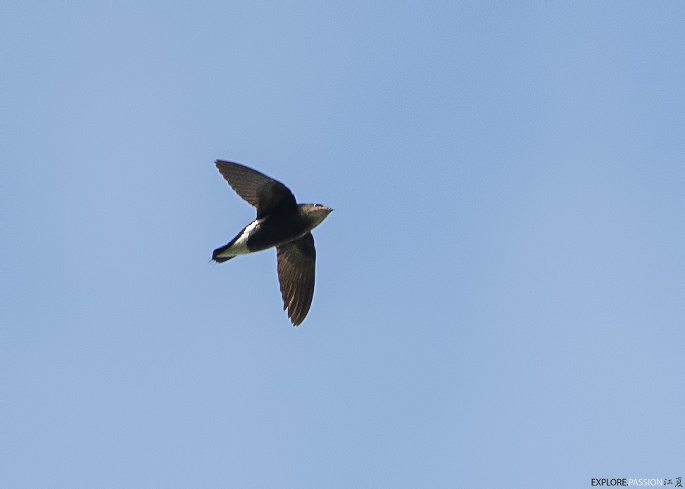 Silver-backed Needletail - ML615461657