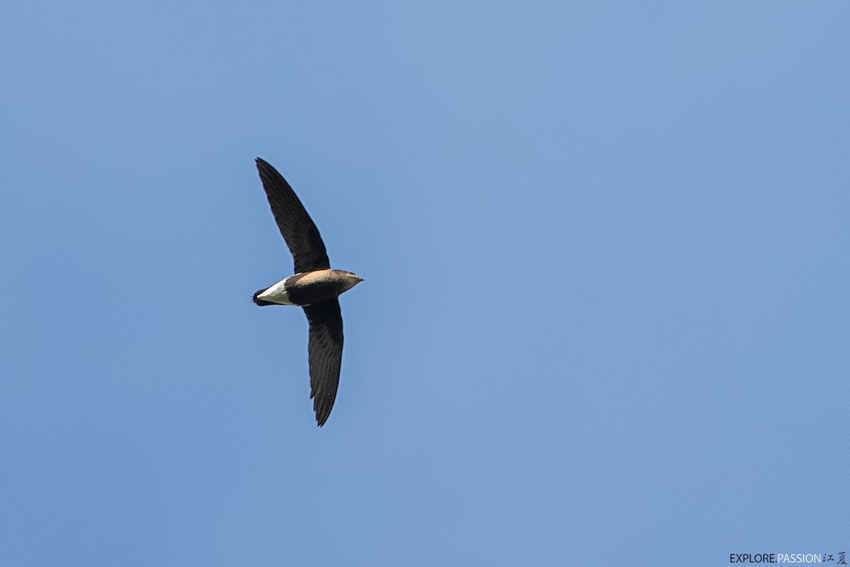 Silver-backed Needletail - ML615461658