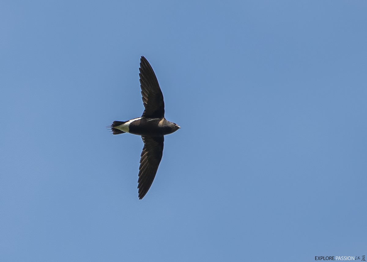 Brown-backed Needletail - ML615461671