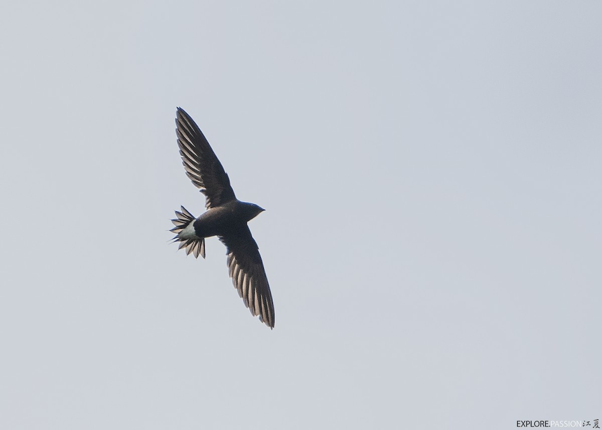Brown-backed Needletail - ML615461673