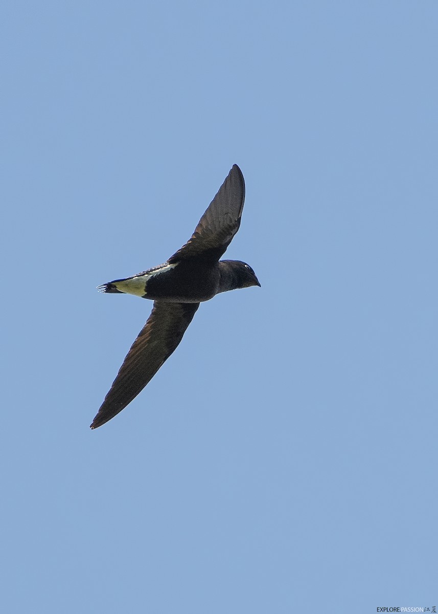 Brown-backed Needletail - ML615461674