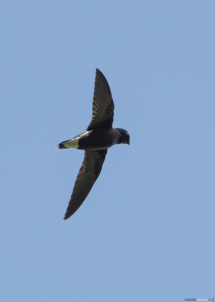 Brown-backed Needletail - ML615461675
