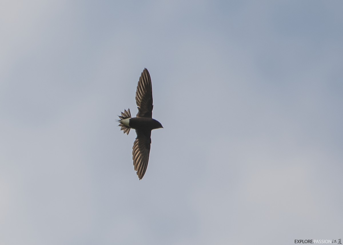 Brown-backed Needletail - ML615461676
