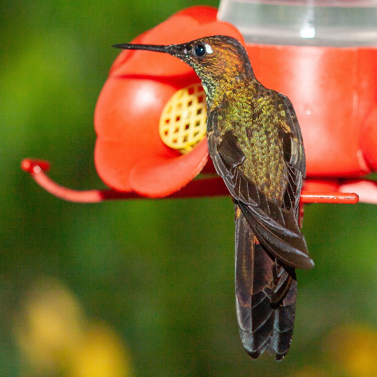 kolibřík šupinkatý - ML615462020