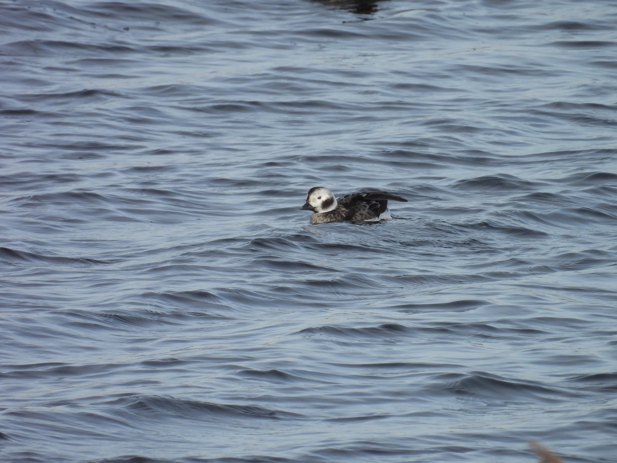 Long-tailed Duck - ML615462025