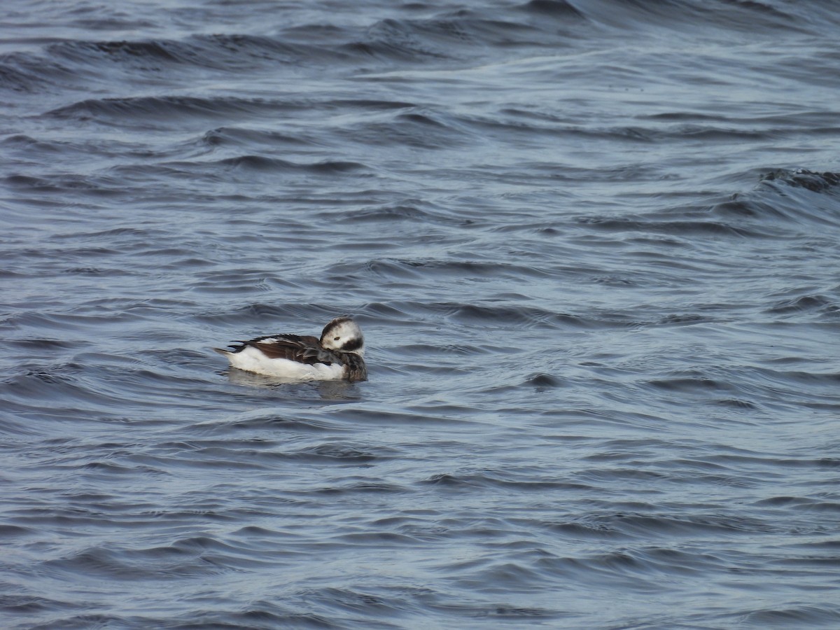 Long-tailed Duck - ML615462026