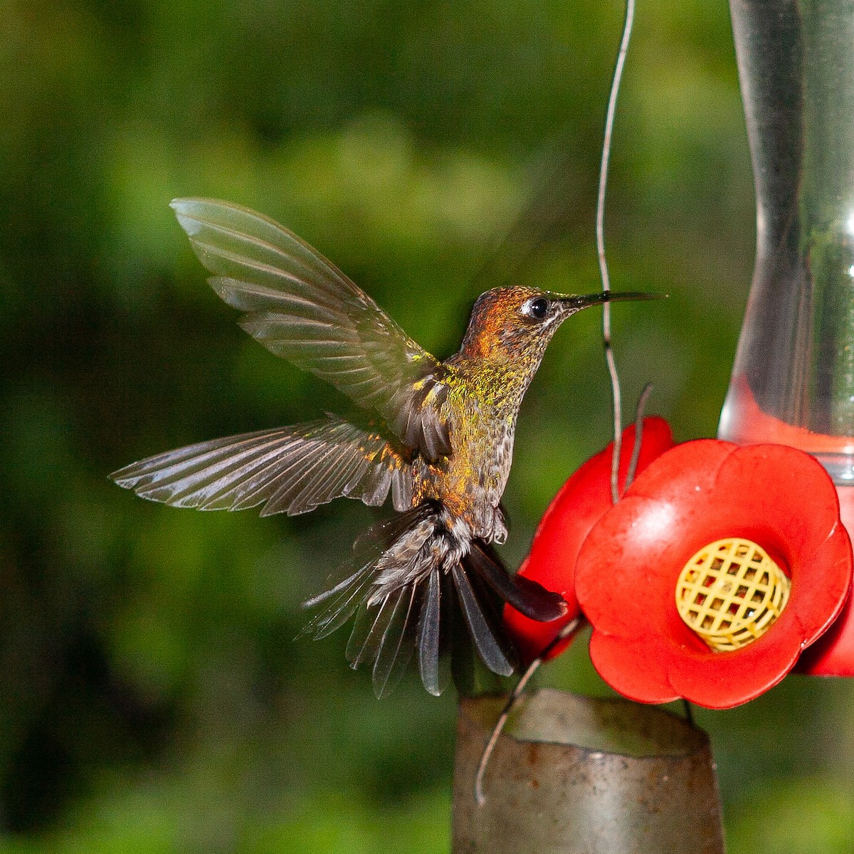 kolibřík šupinkatý - ML615462078