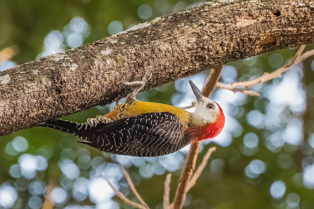 Jamaican Woodpecker - Emily Turteltaub Nelson