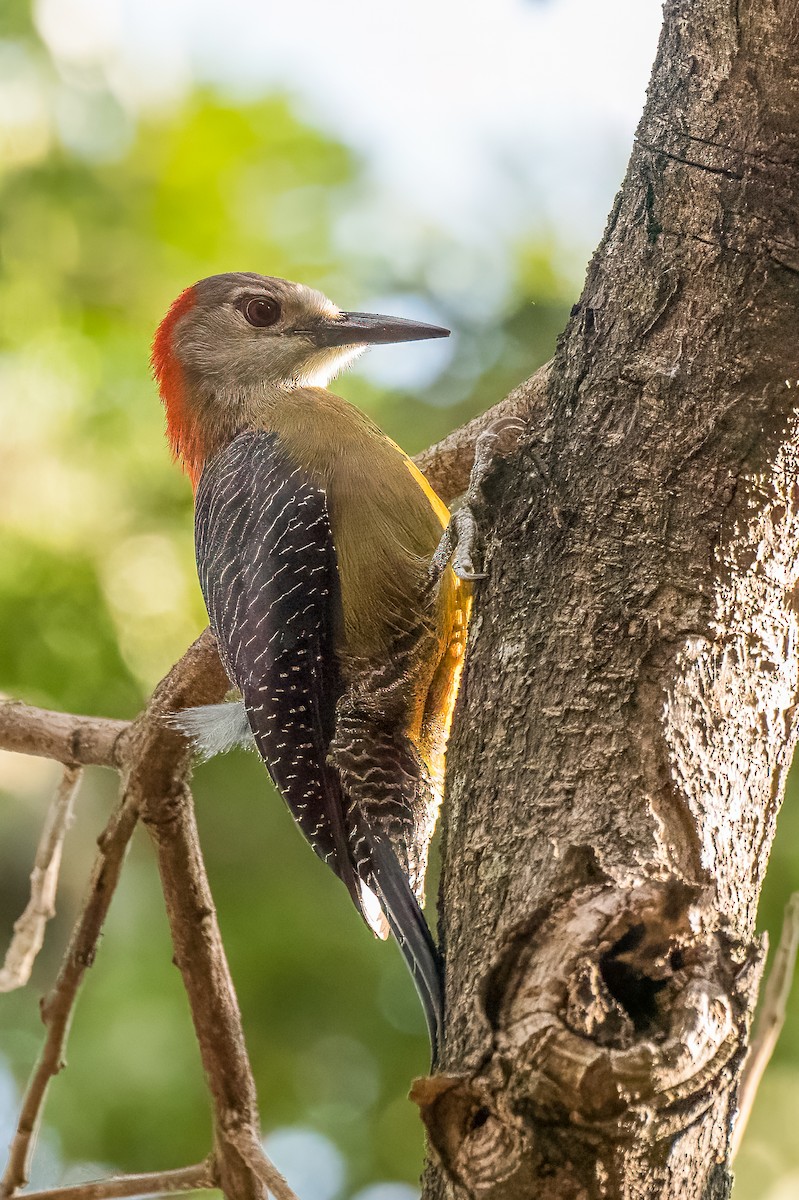 Jamaican Woodpecker - ML615462116