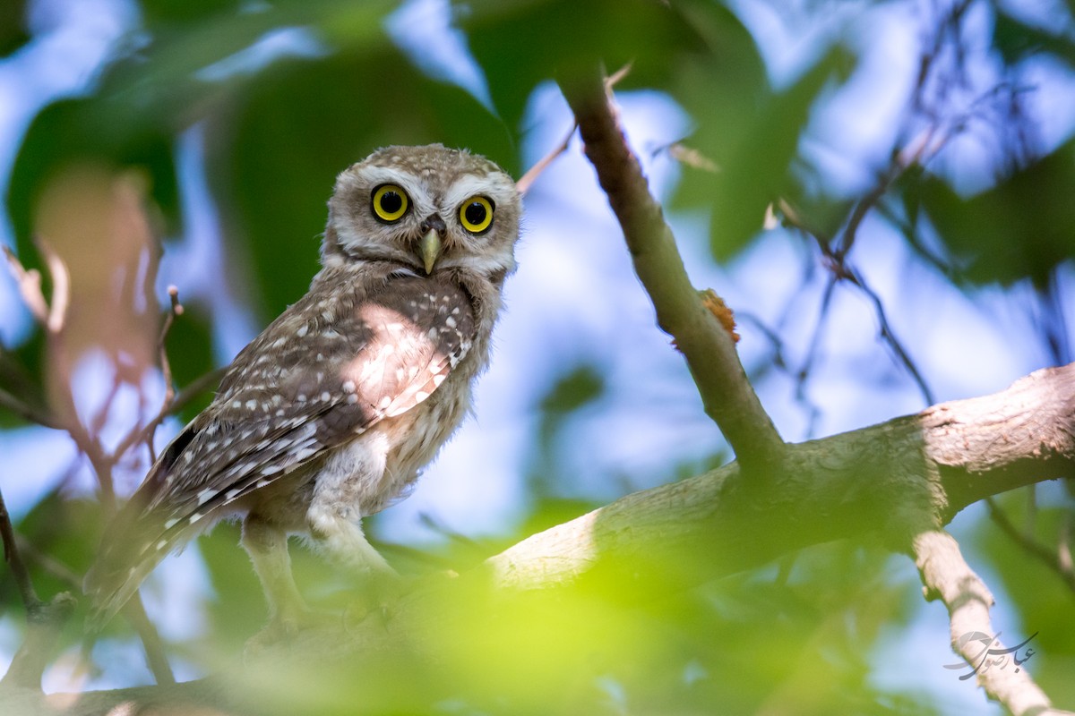 Spotted Owlet - ML615462118