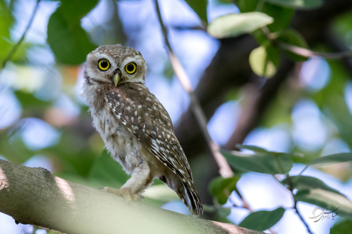 Spotted Owlet - ML615462120