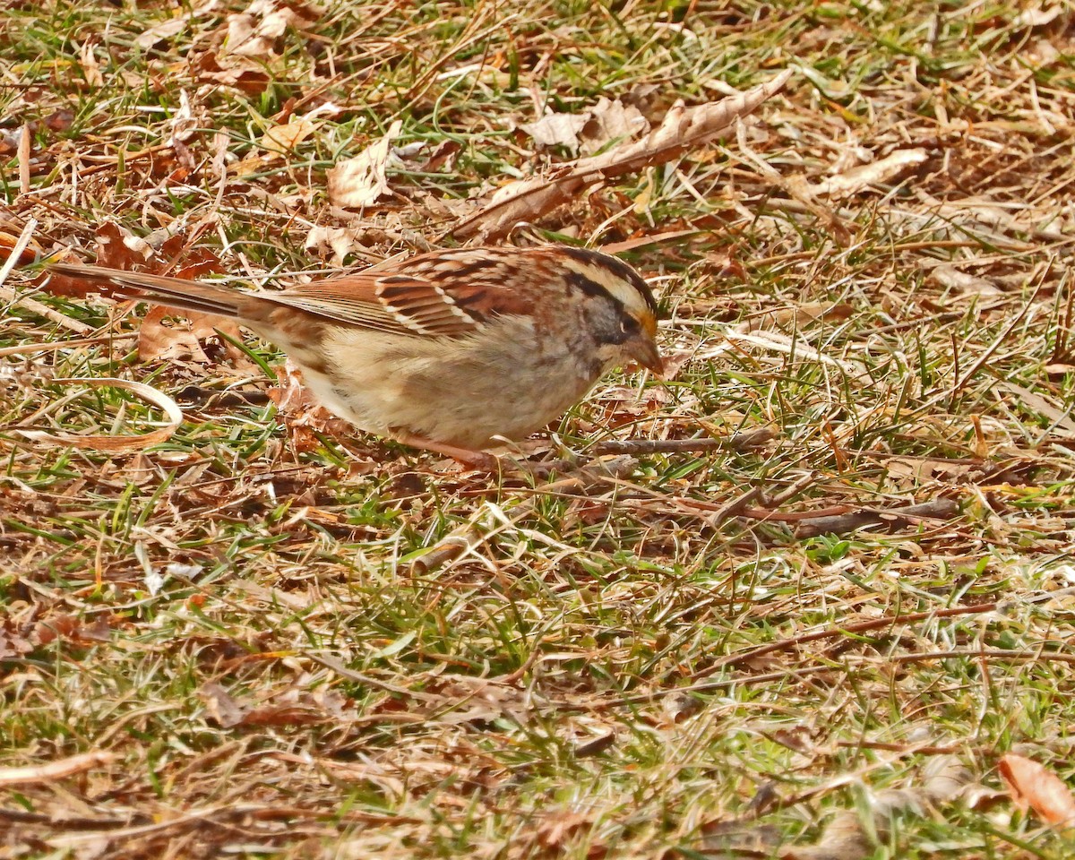 White-throated Sparrow - ML615462128