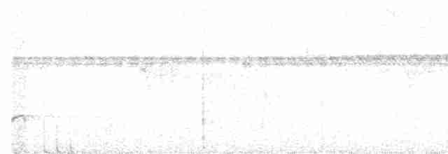 holub bělohrdlý - ML615462161