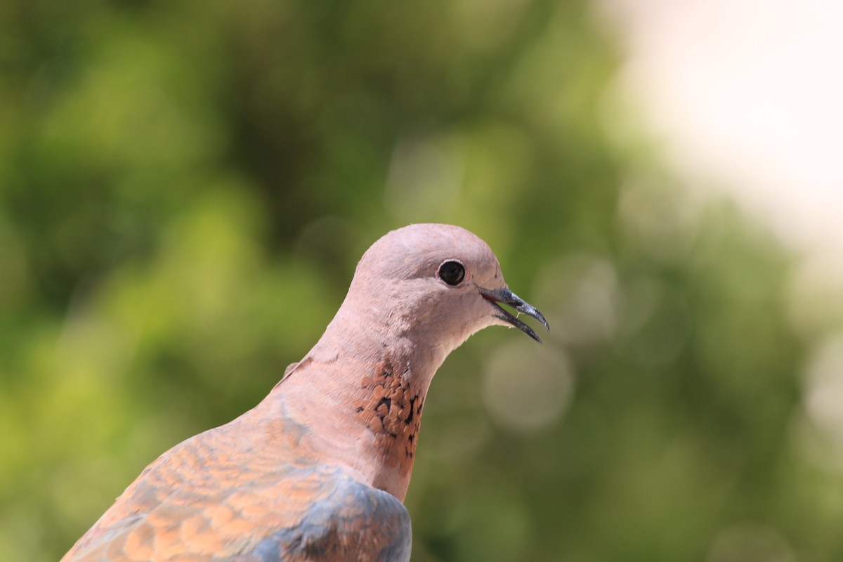 Laughing Dove - ML615462196