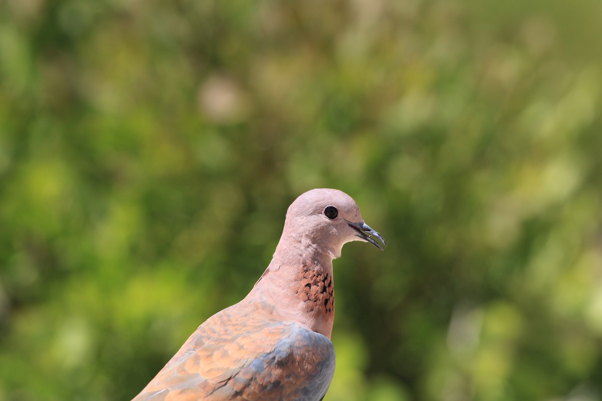 Laughing Dove - ML615462197