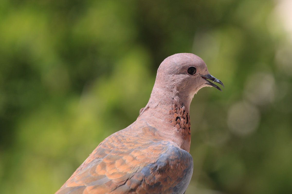 Laughing Dove - ML615462198