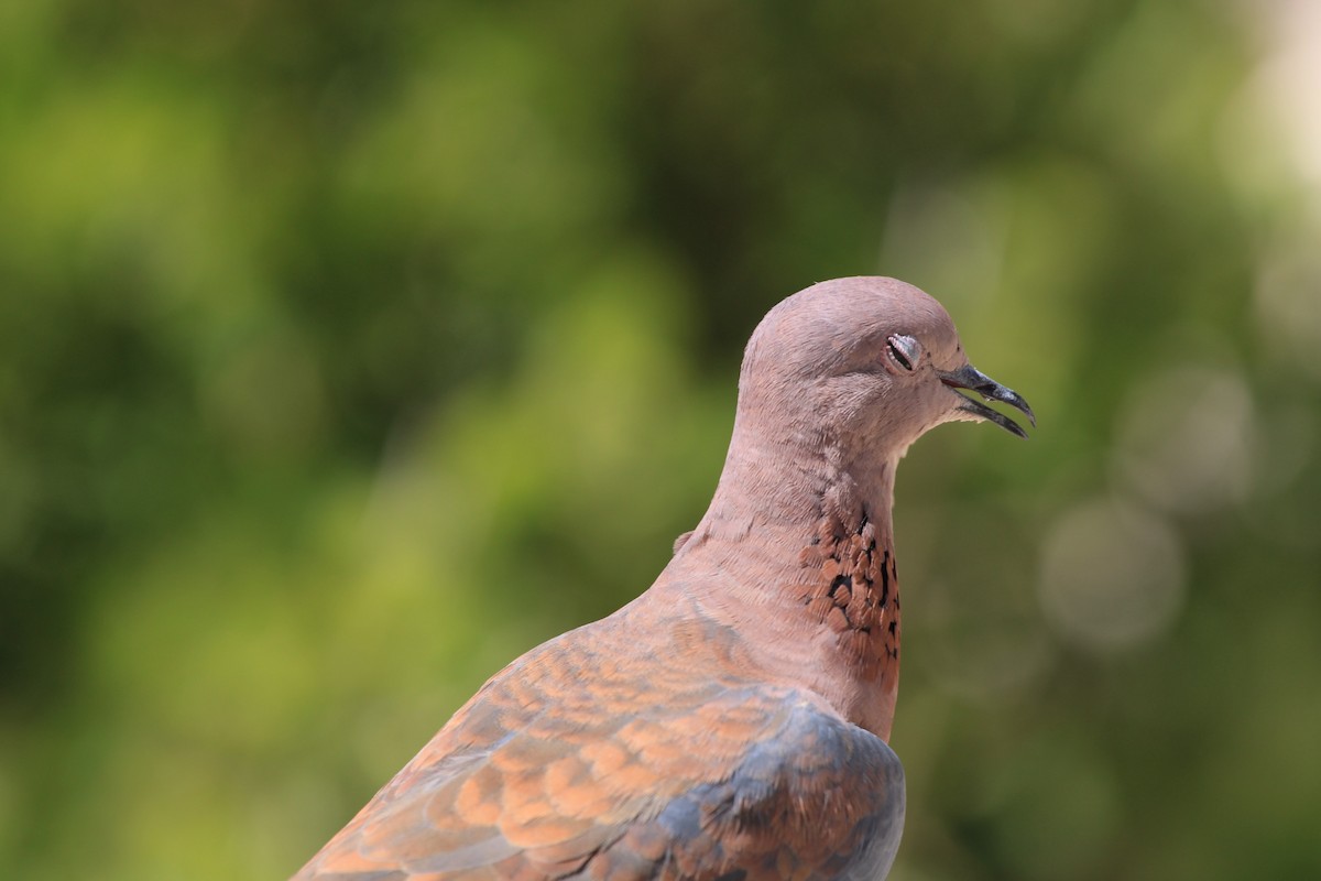 Laughing Dove - ML615462200