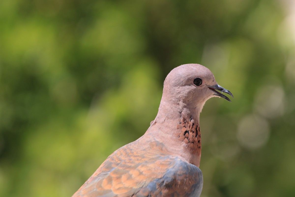 Laughing Dove - ML615462201