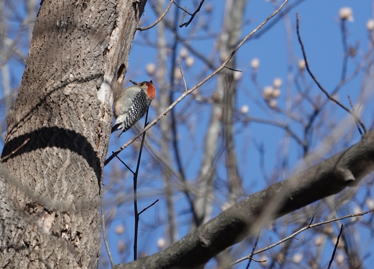 Red-bellied Woodpecker - ML615462204