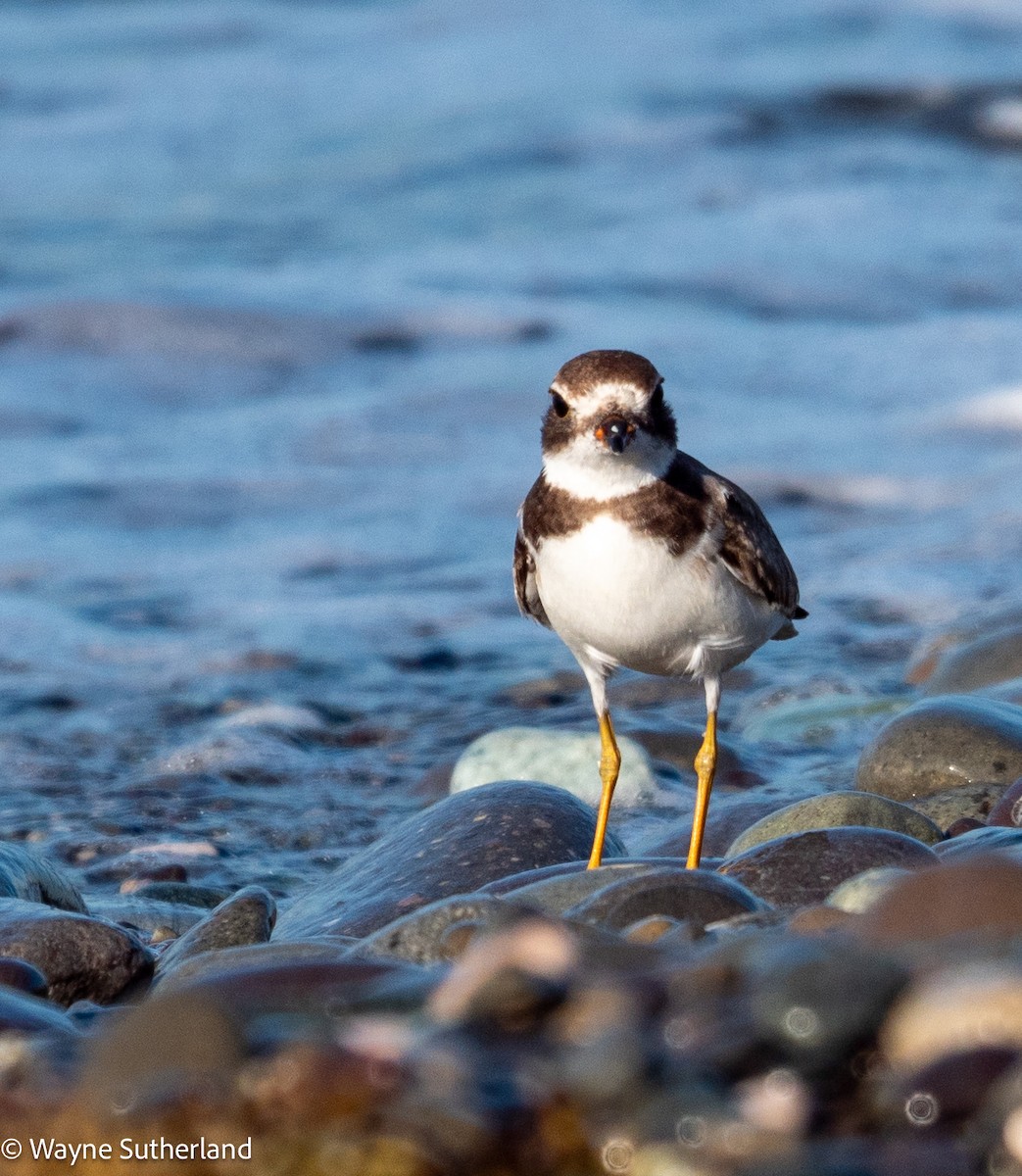Semipalmated Plover - ML615462217