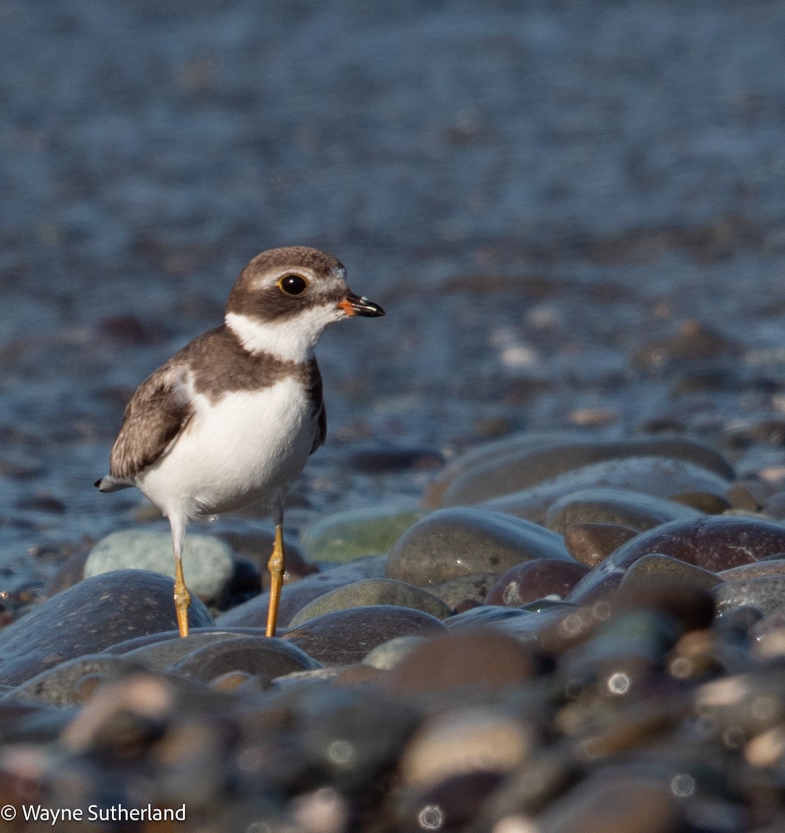Semipalmated Plover - ML615462218