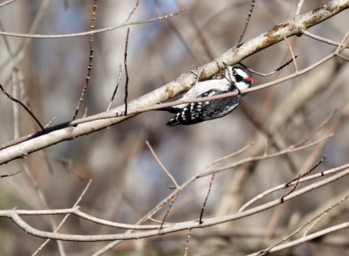 Downy Woodpecker - ML615462224