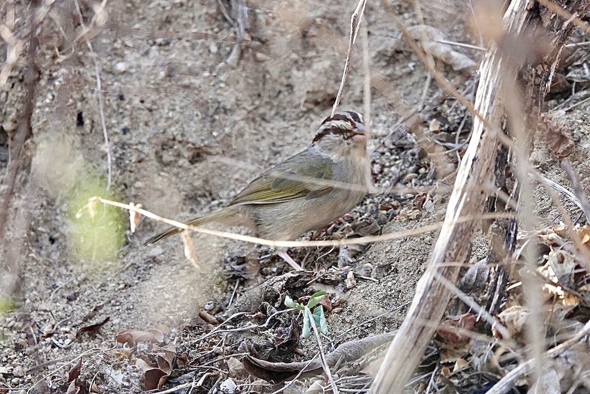 Olive Sparrow (Pacific) - ML615462294