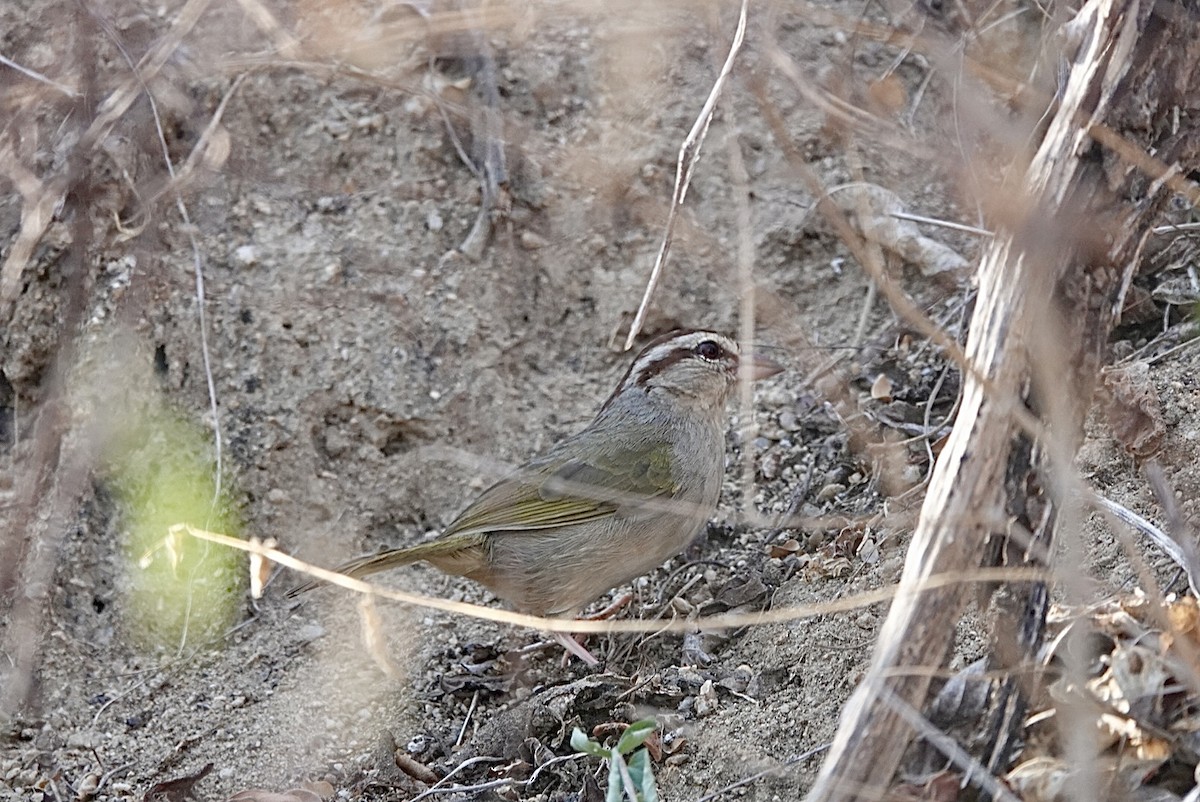 Olive Sparrow (Pacific) - ML615462295
