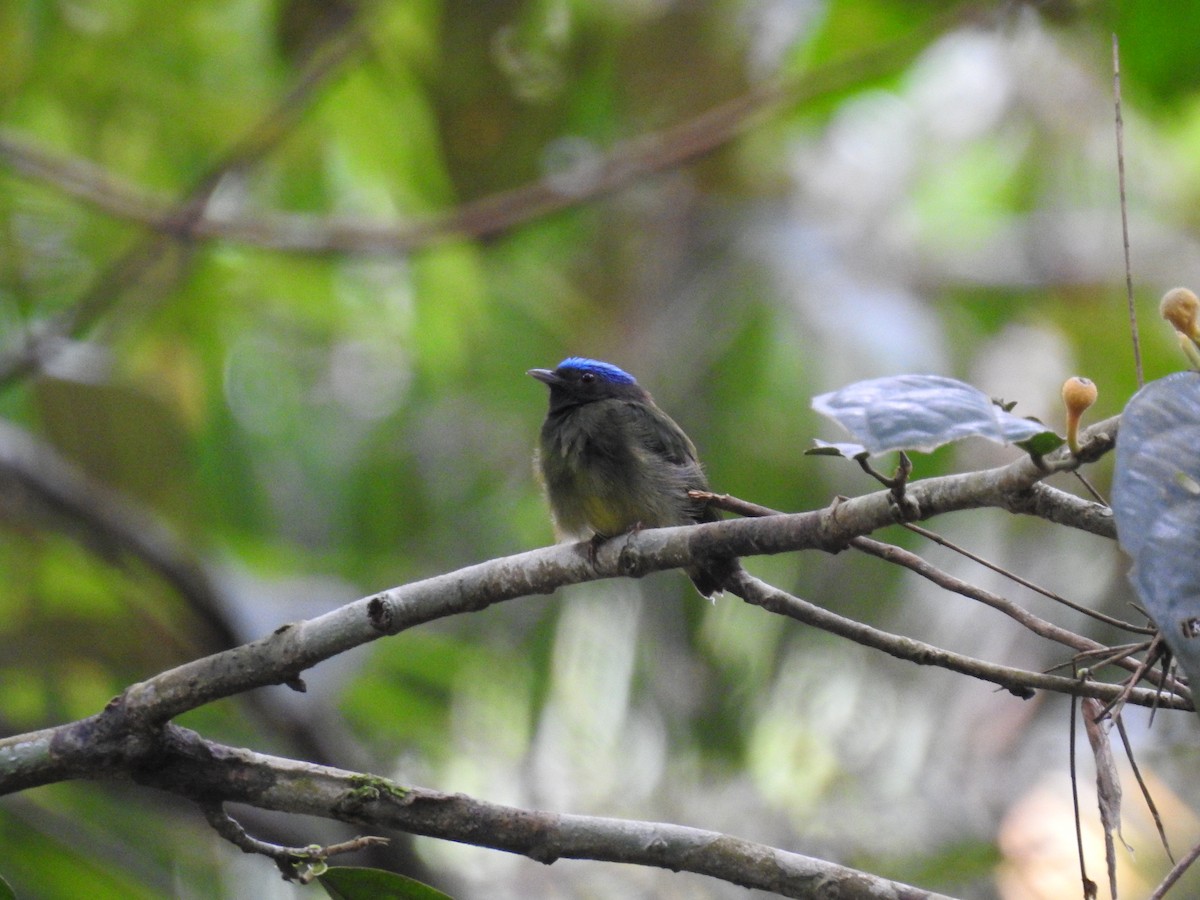Blue-capped Manakin - Raul Afonso Pommer-Barbosa - Amazon Birdwatching