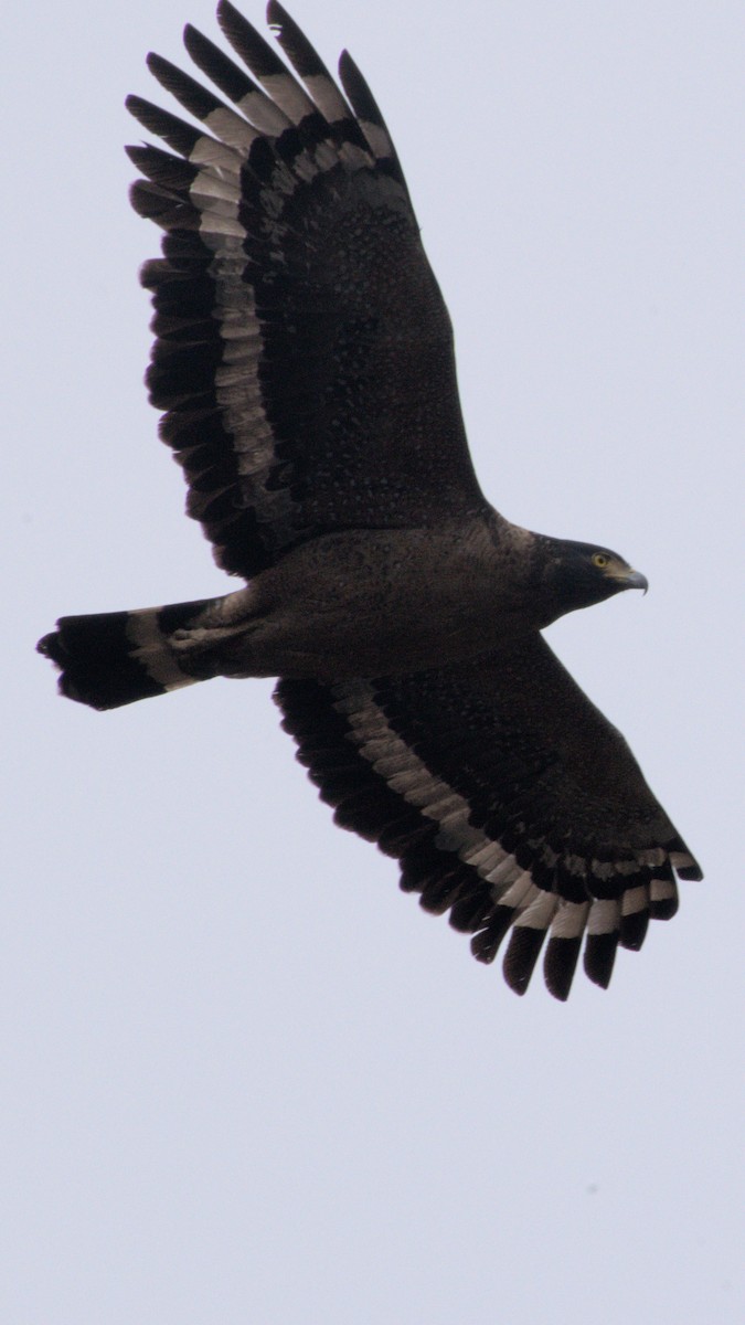 Crested Serpent-Eagle - ML615462370