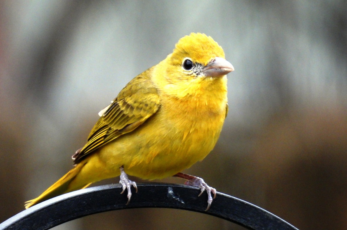 Summer Tanager - Missy Bowen