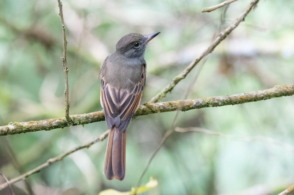 Rufous-tailed Flycatcher - ML615462567