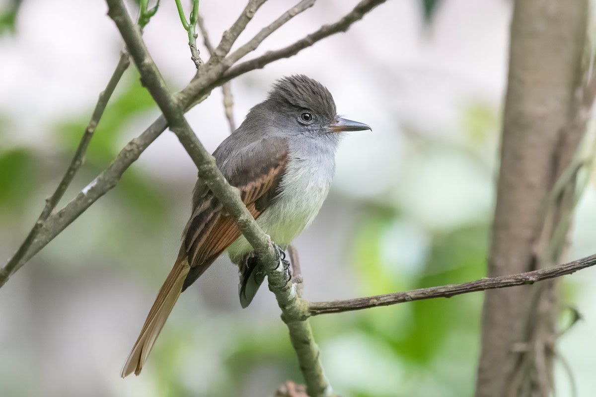 Rufous-tailed Flycatcher - ML615462568