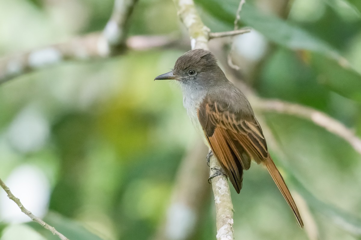 Rufous-tailed Flycatcher - ML615462570