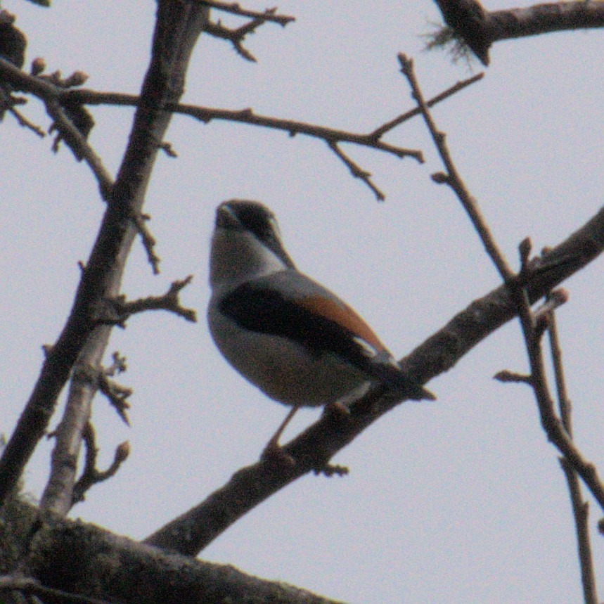 White-browed Shrike-Babbler (Himalayan) - ML615462666