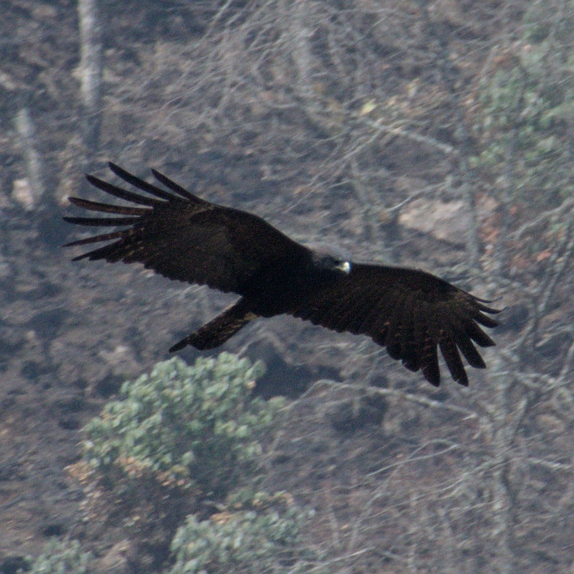 Black Eagle - Ramnarayan Kalyanaraman