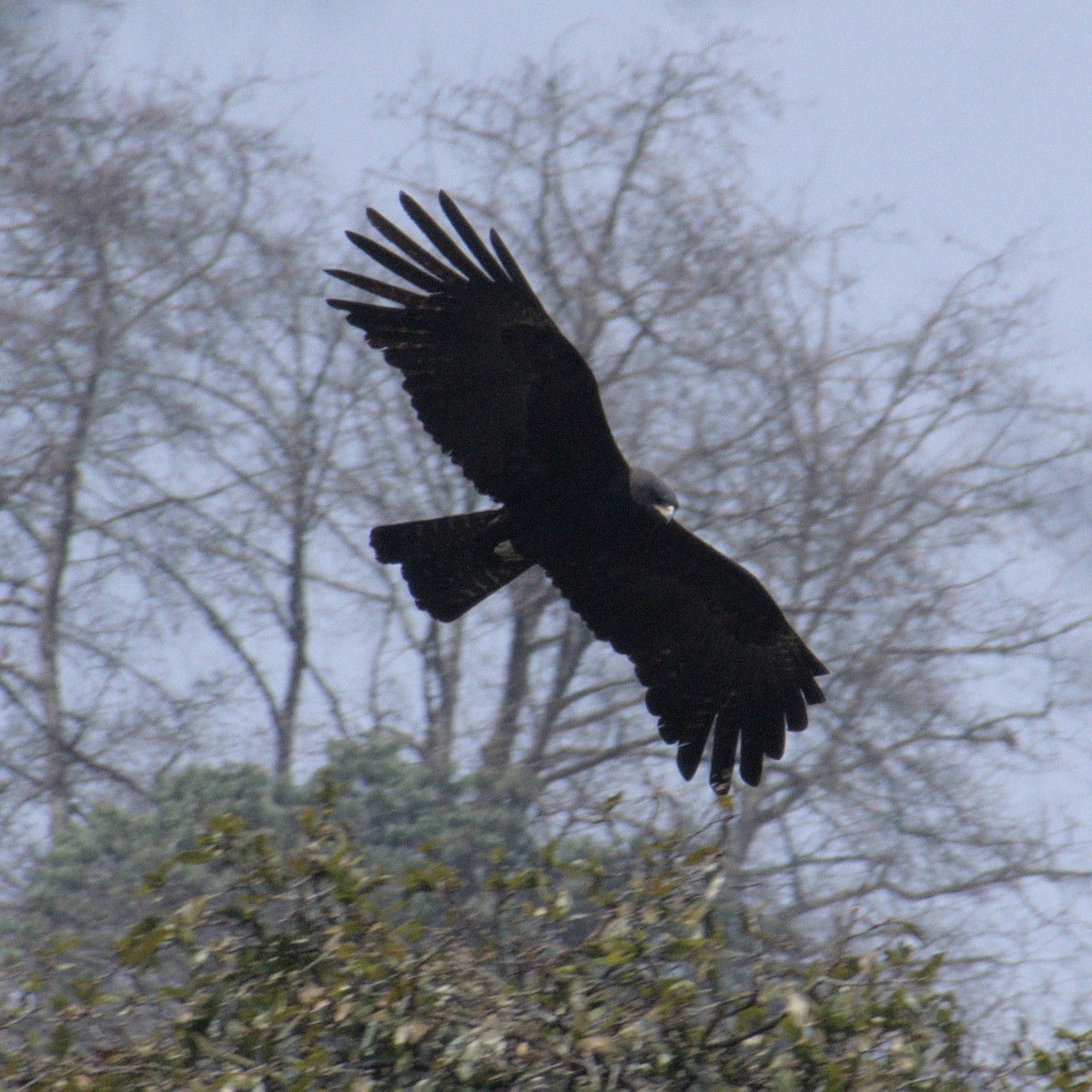 Black Eagle - Ramnarayan Kalyanaraman