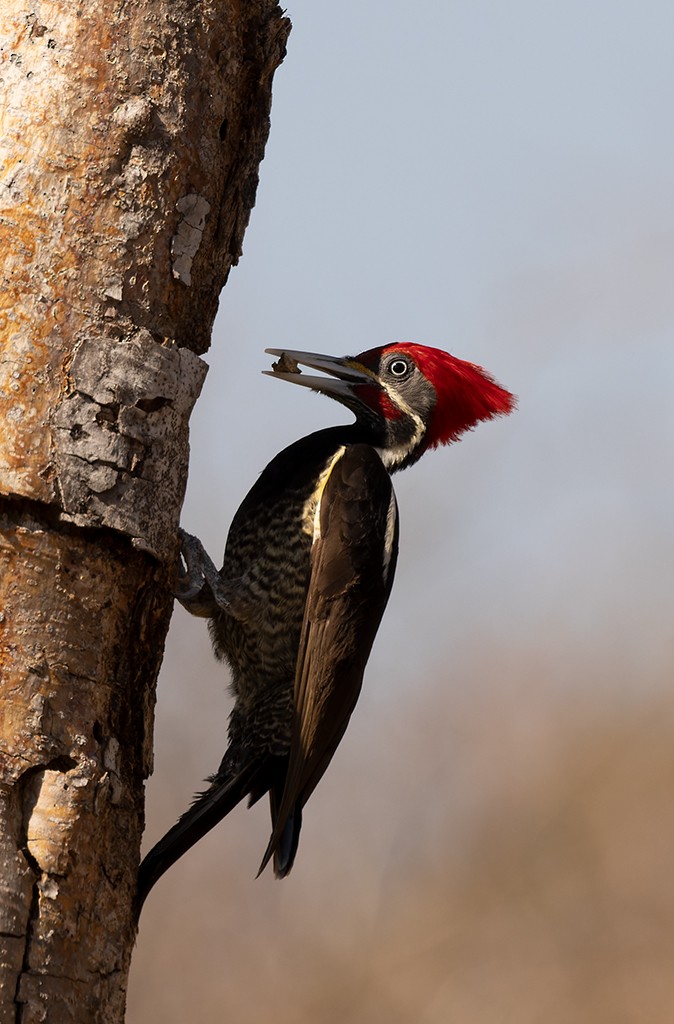Lineated Woodpecker - ML615462815