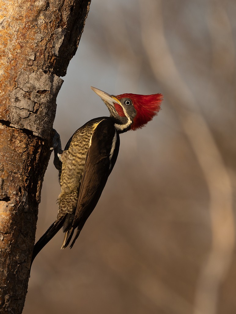 Lineated Woodpecker - ML615462817