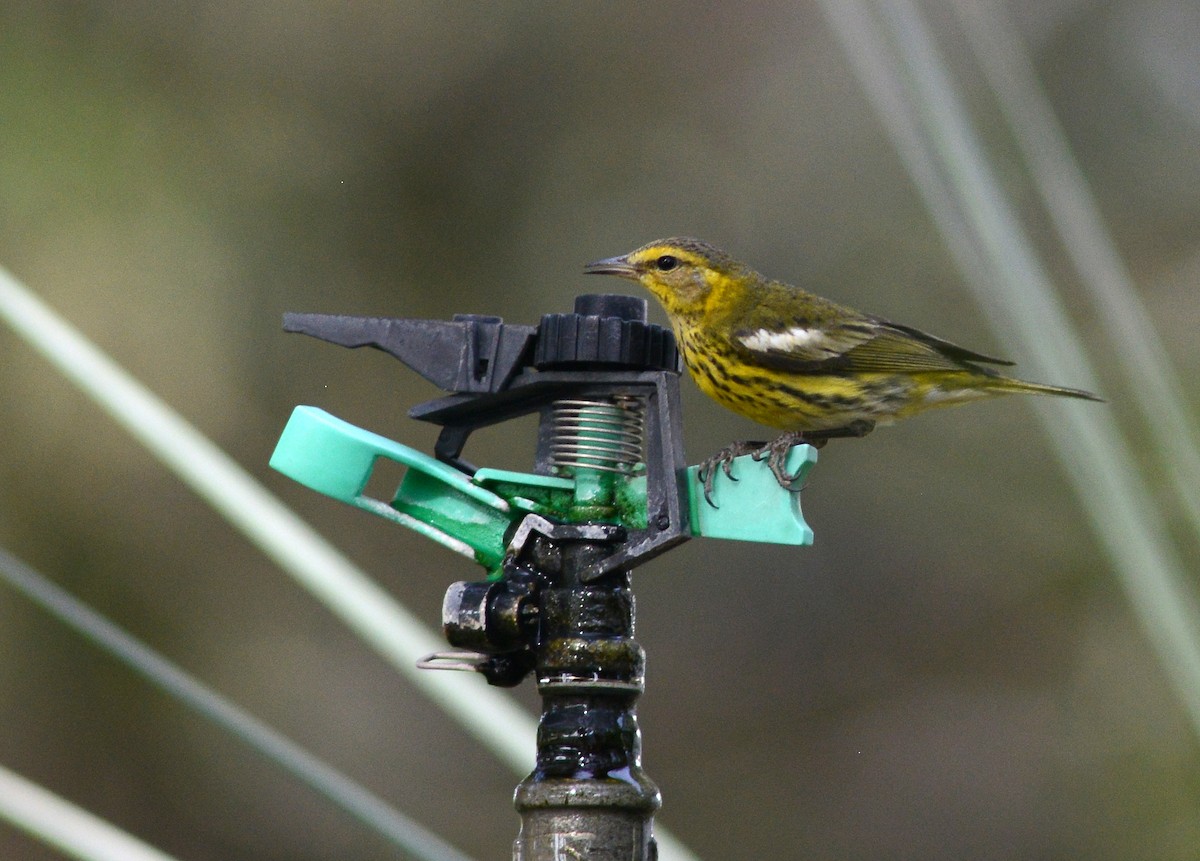 Cape May Warbler - ML615462848