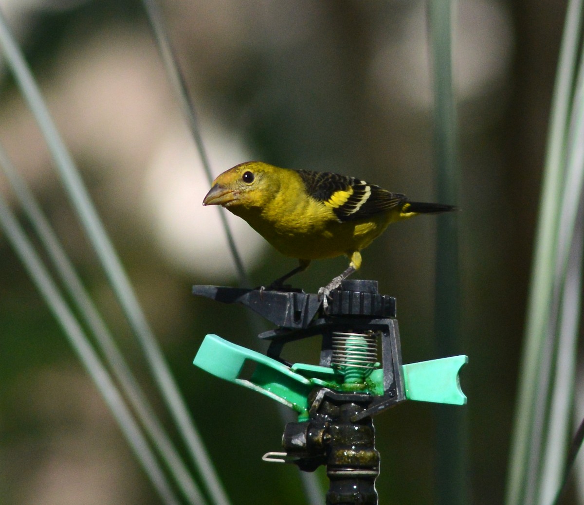 Western Tanager - ML615462883