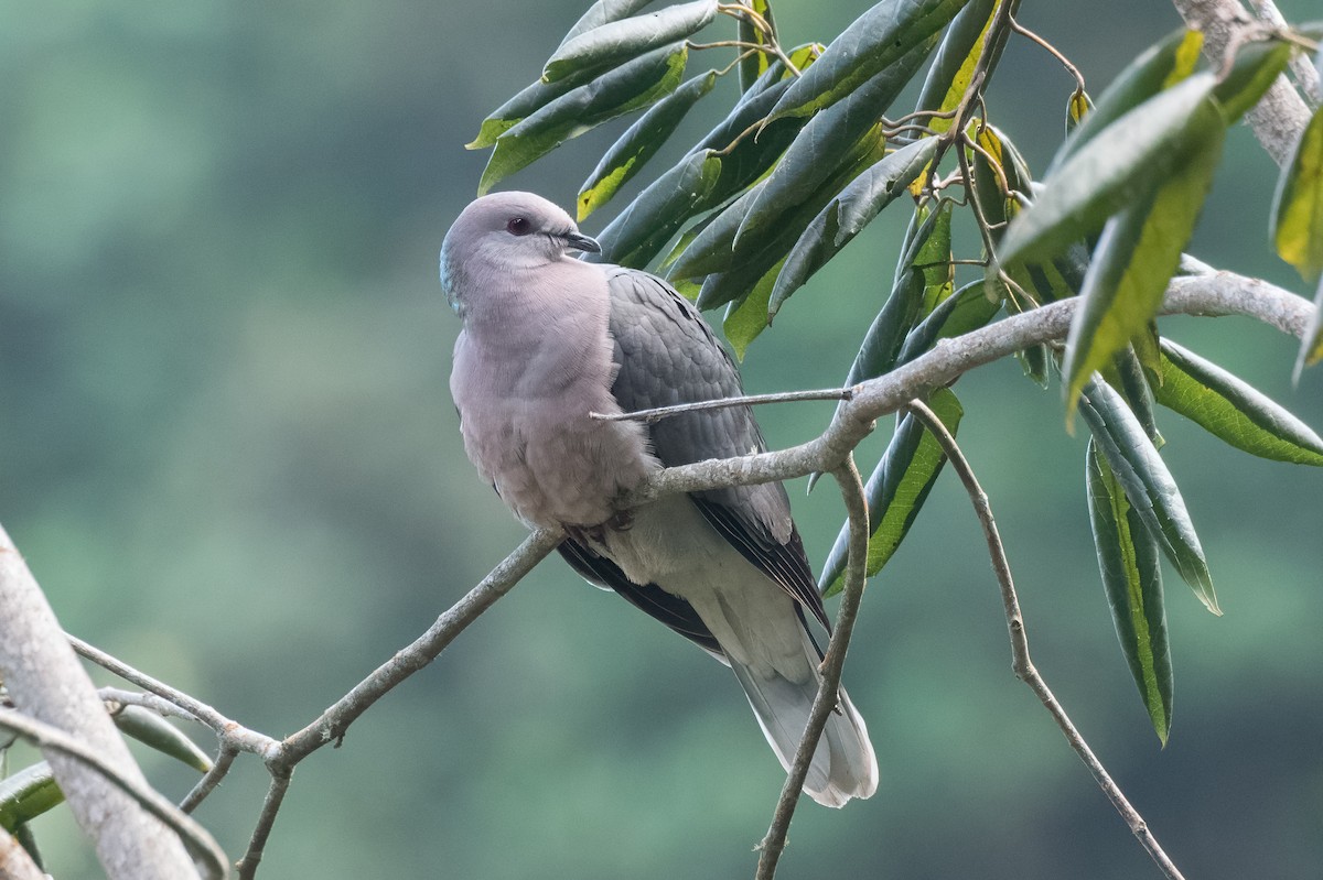 Ring-tailed Pigeon - ML615462923