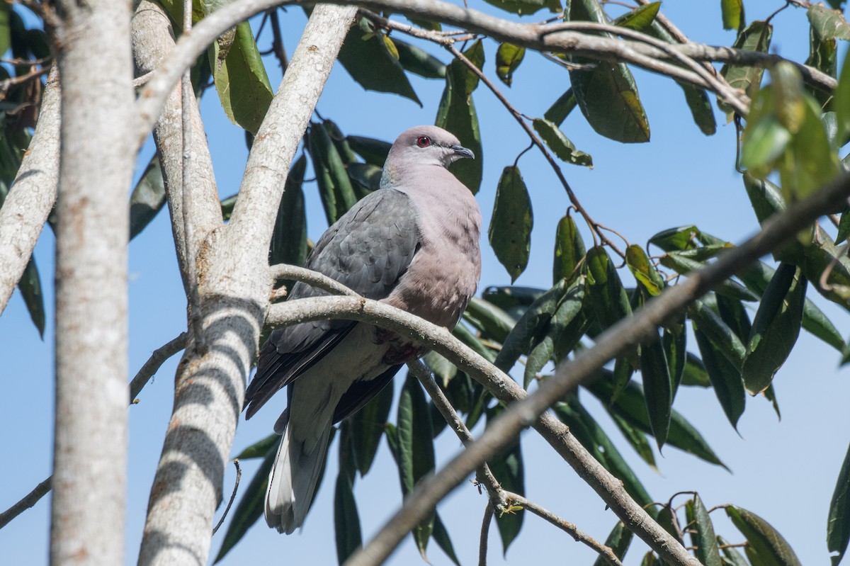 Ring-tailed Pigeon - ML615462924