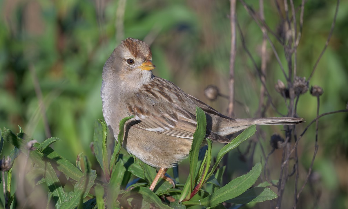 White-crowned Sparrow - ML615463029