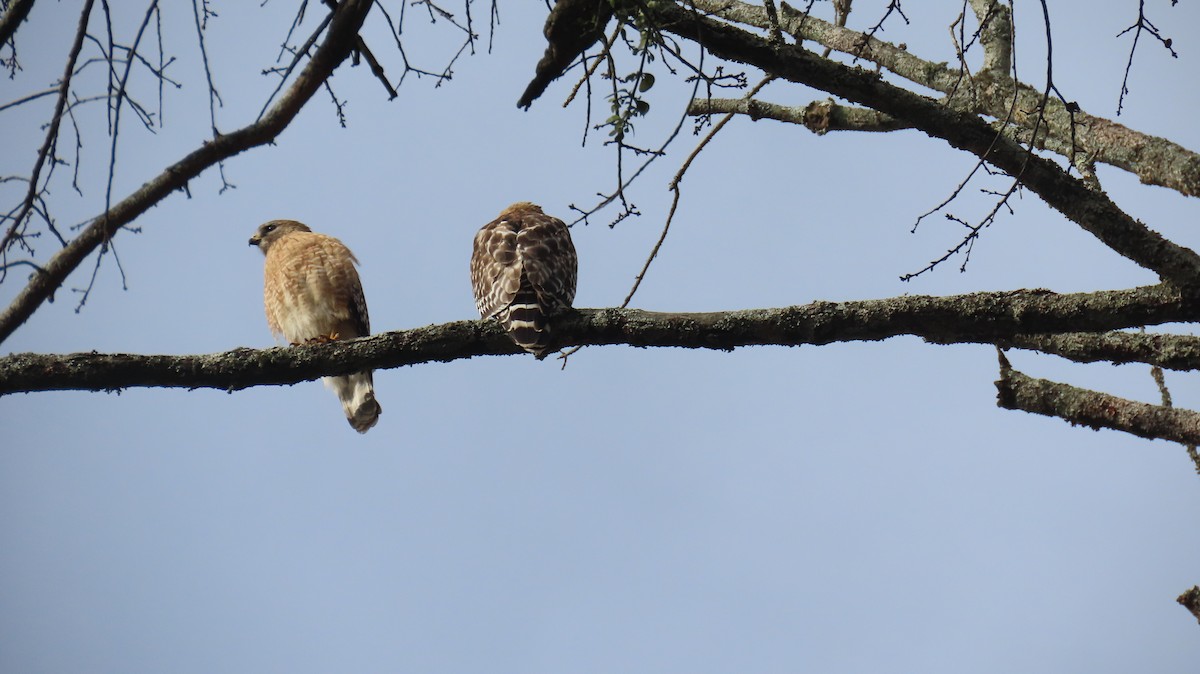 Red-shouldered Hawk (lineatus Group) - ML615463033