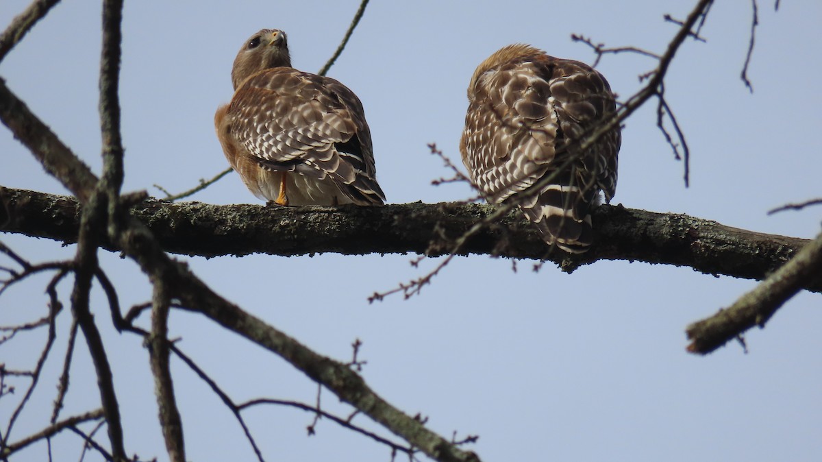 Red-shouldered Hawk (lineatus Group) - ML615463034